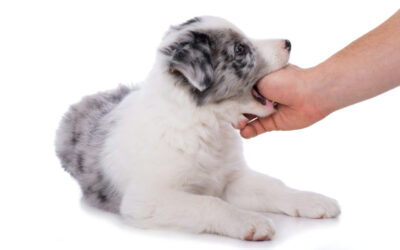 Les mordillements du chiot