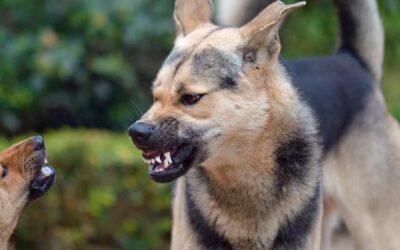 Chien agressif : Comment gérer l’agressivité chez les chiens 