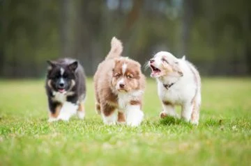 Sortir son chiot dès l’adoption  