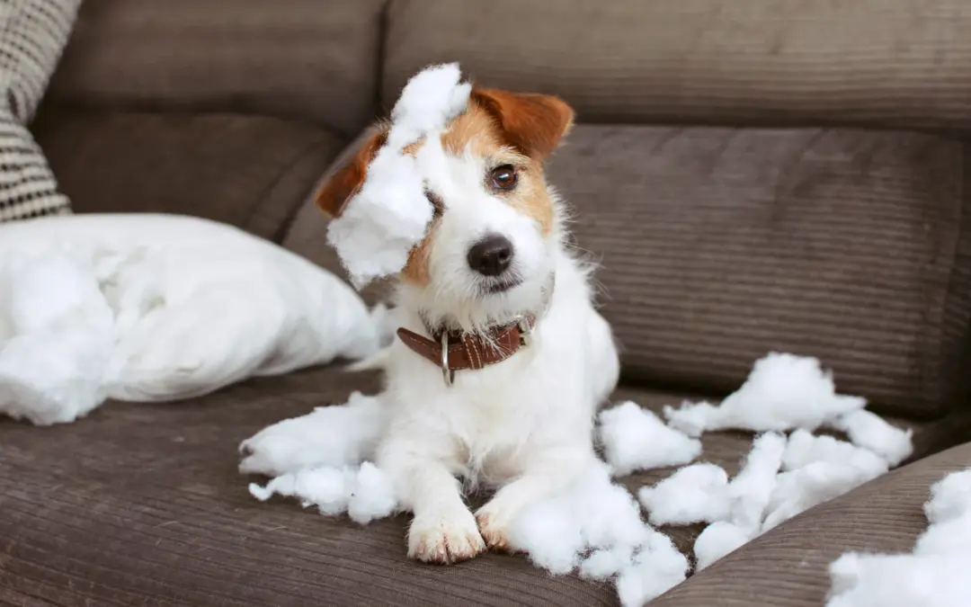 Les 10 troubles de comportement les plus courants chez le chien