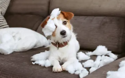 Les 10 troubles de comportement les plus courants chez le chien