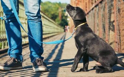 A quel âge un chien obéit ? A quel âge commencer l’éducation ?
