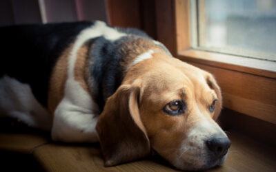 Chien anxieux et l’anxiété de séparation : Conseils pour une meilleure gestion