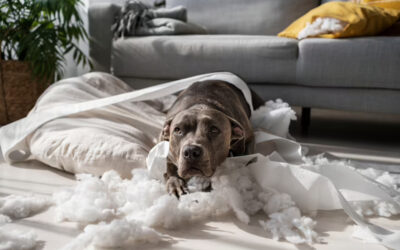 Les troubles de comportement chez le chien